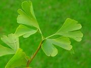 Ginko eine Heilpflanze