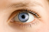 Das Auge in Nahansicht
