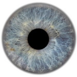 Iris des Auges